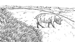 காட்டுப் பன்றிகளை கட்டுப்படுத்தாவிட்டால் தோ்தல் புறக்கணிப்பு: விவசாயிகள் மனு