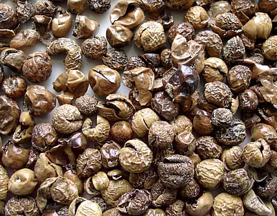 இன்றைய மருத்துவ சிந்தனை சுண்டைக்காய்