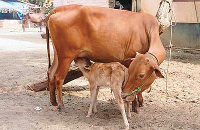 பசுவை தேசிய விலங்காக அறிவிக்க ராஜஸ்தான் நீதிபதி பரிந்துரை