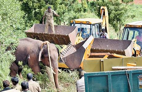 கும்கிகளை அழைத்துச் செல்ல வாகன வசதி இல்லை: டாப்சிலிப் முகாமில் வனத் துறையினர் திணறல்