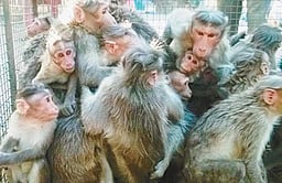 தியாகதுருகத்தில் 2 குரங்குகள் உயிரிழப்பு: வனத் துறை விசாரணை