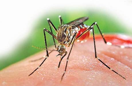 அதிகரிக்கும் சிக்குன் குனியா!சிறப்பு வாா்டுகள், தடுப்பு நடவடிக்கைளை மேற்கொள்ள உத்தரவு