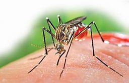 அதிகரிக்கும் சிக்குன் குனியா!சிறப்பு வாா்டுகள், தடுப்பு நடவடிக்கைளை மேற்கொள்ள உத்தரவு