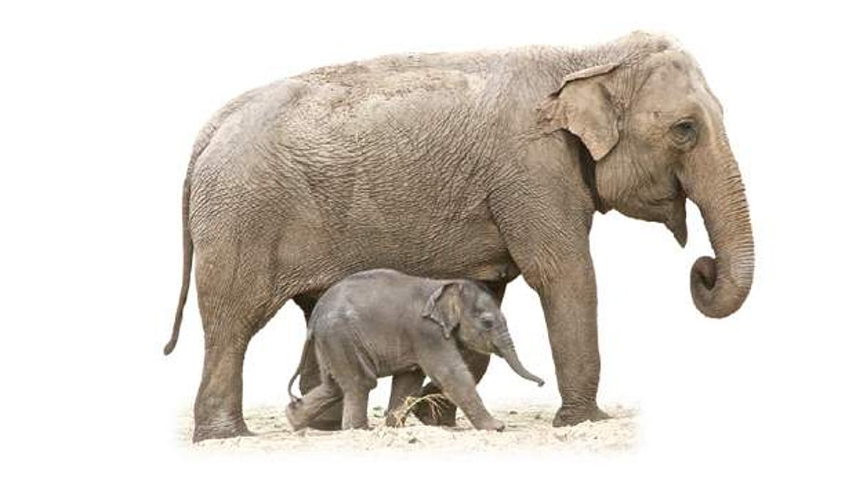 புலிகள் காப்பகத்தையொட்டி யானைகள் வழித்தடத்தில் காகிதத் தொழிற்சாலை