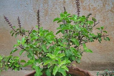 வீட்டில் ஏன் துளசி செடியை வைக்க வேண்டும்?