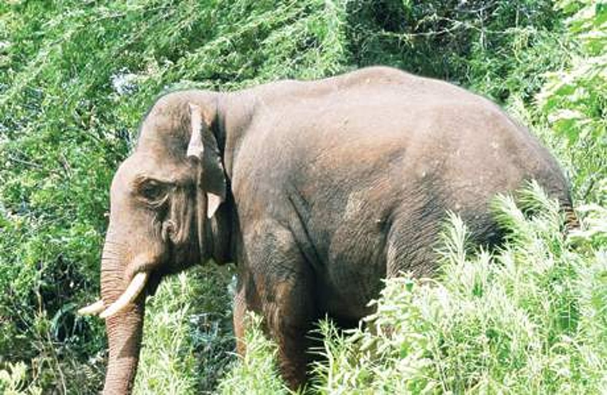 வழித்தடங்களை வரையறுப்பதில் தொடரும் சிக்கல்கள்: ஊருக்குள் நுழையும் காட்டு யானைகள்!