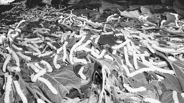 வறட்சி நெருக்கடியில் வெண்பட்டு விவசாயிகள்