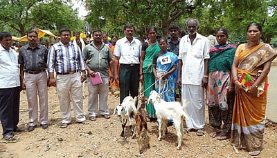 விலையில்லா ஆடுகள் திட்டம் நிறுத்தி வைப்பு: தமிழக அரசு தகவல் 