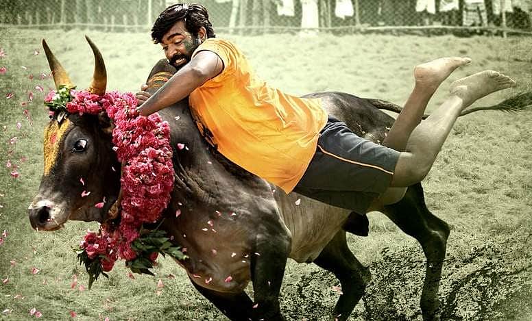 கருப்பன் படத்தில் ஜல்லிக்கட்டு வீரனாக விஜய் சேதுபதி!