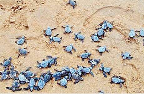 சென்னையில் 11,120 ஆலிவ் ரிட்லி ஆமை குஞ்சுகள் கடலுக்குள் அனுப்பப்பட்டன