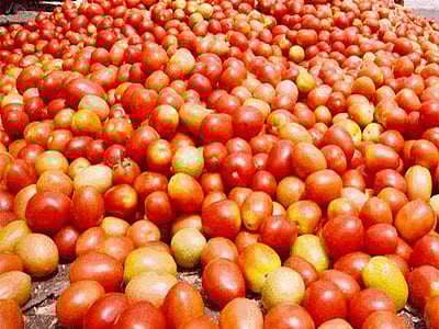 தக்காளிக்கு பாதுகாவலர்கள் நியமனம்!