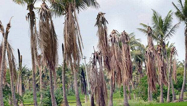 வறட்சி: காய்ந்துபோன 1.5 கோடி தென்னை மரங்கள்