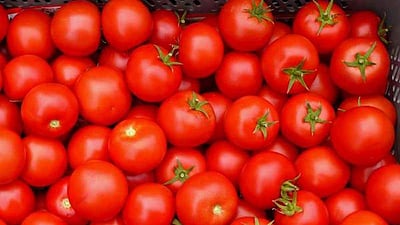 கிலோ 300 ரூபாய் ஆனாலும் சரி; இந்தியாவில் இருந்து தக்காளி வேண்டாம்: பாகிஸ்தான் உறுதி