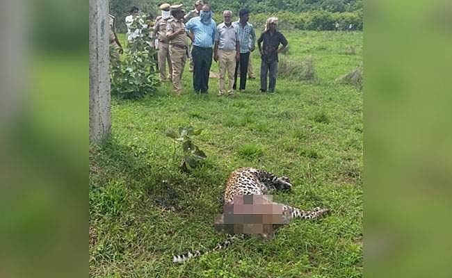 காட்டுக்குள் இரை தேட வேண்டிய சிறுத்தை மின்சாரக் கம்பத்தில் ஏறி இரை தேட வேண்டிய அவசியமென்ன?