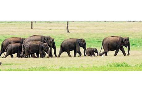 தேசிய யானைகள் கணக்கெடுப்பு: கர்நாடகம் முதலிடம்