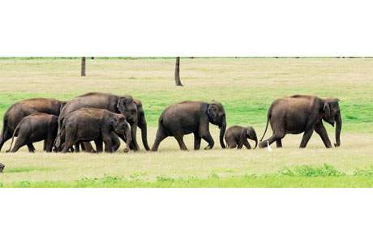 தேசிய யானைகள் கணக்கெடுப்பு: கர்நாடகம் முதலிடம்