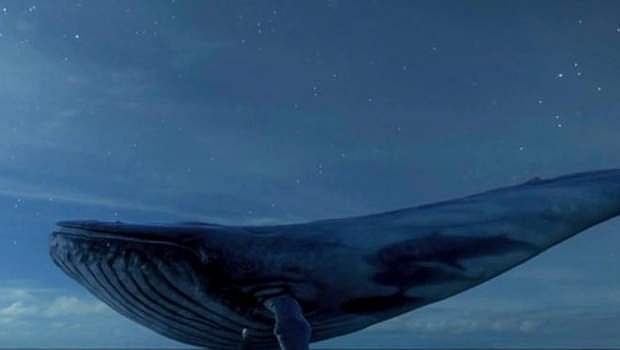 உயிரைக் கொல்லும் நீலத் திமிங்கலம்: கடிவாளம் போடுமா டிராய்?