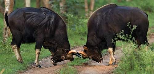 விஜயால் இன்னொரு பலி! சென்னை, அறிஞர் அண்ணா உயிரியல் பூங்காவில் நிகழ்ந்த சோகம்!