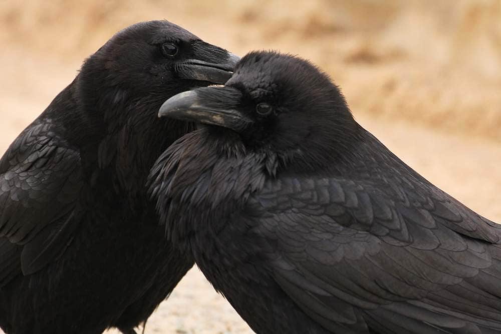 நடுச்சமுத்திரத்துல டுமுக்குனுச்சாம்... மனைவிகளின் புத்திசாலித்தனத்தை நகைச்சுவையாகச் சித்தரிக்கும் நாட்டுப்புறக் கதைகளில் ஒன்று!