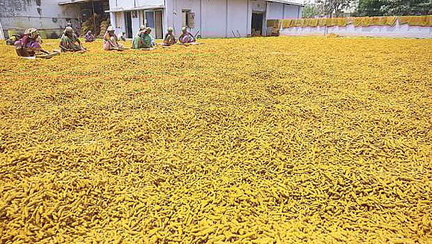 தேவை மஞ்சளுக்குத் தனி வாரியம்