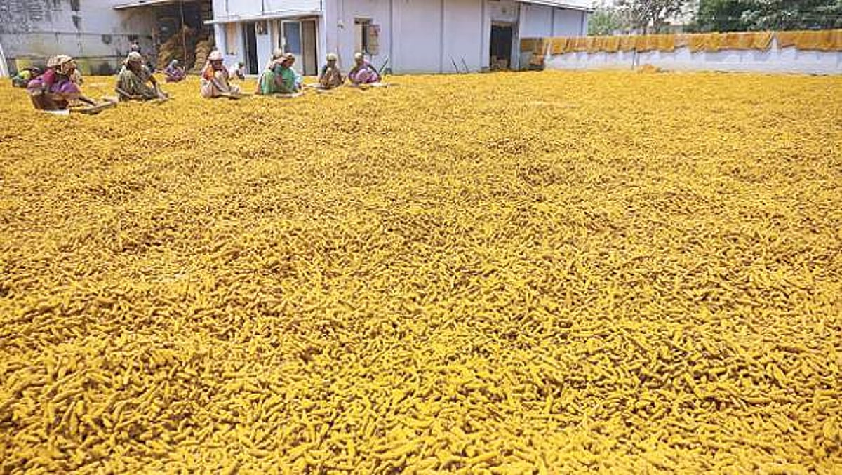 தேவை மஞ்சளுக்குத் தனி வாரியம்