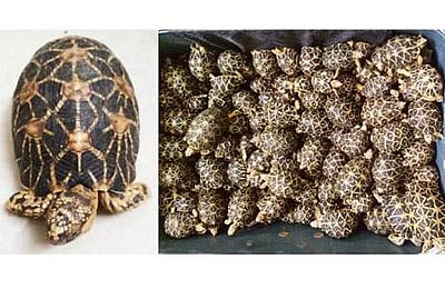 புதுகையில் கேட்பாரற்றுக் கிடந்த பையில் 97 அரிய வகை நட்சத்திர ஆமைகள் மீட்பு