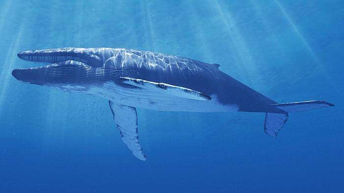 உலகின் மிகப் பெரிய விலங்கு எதுவென்று தெரியுமா?