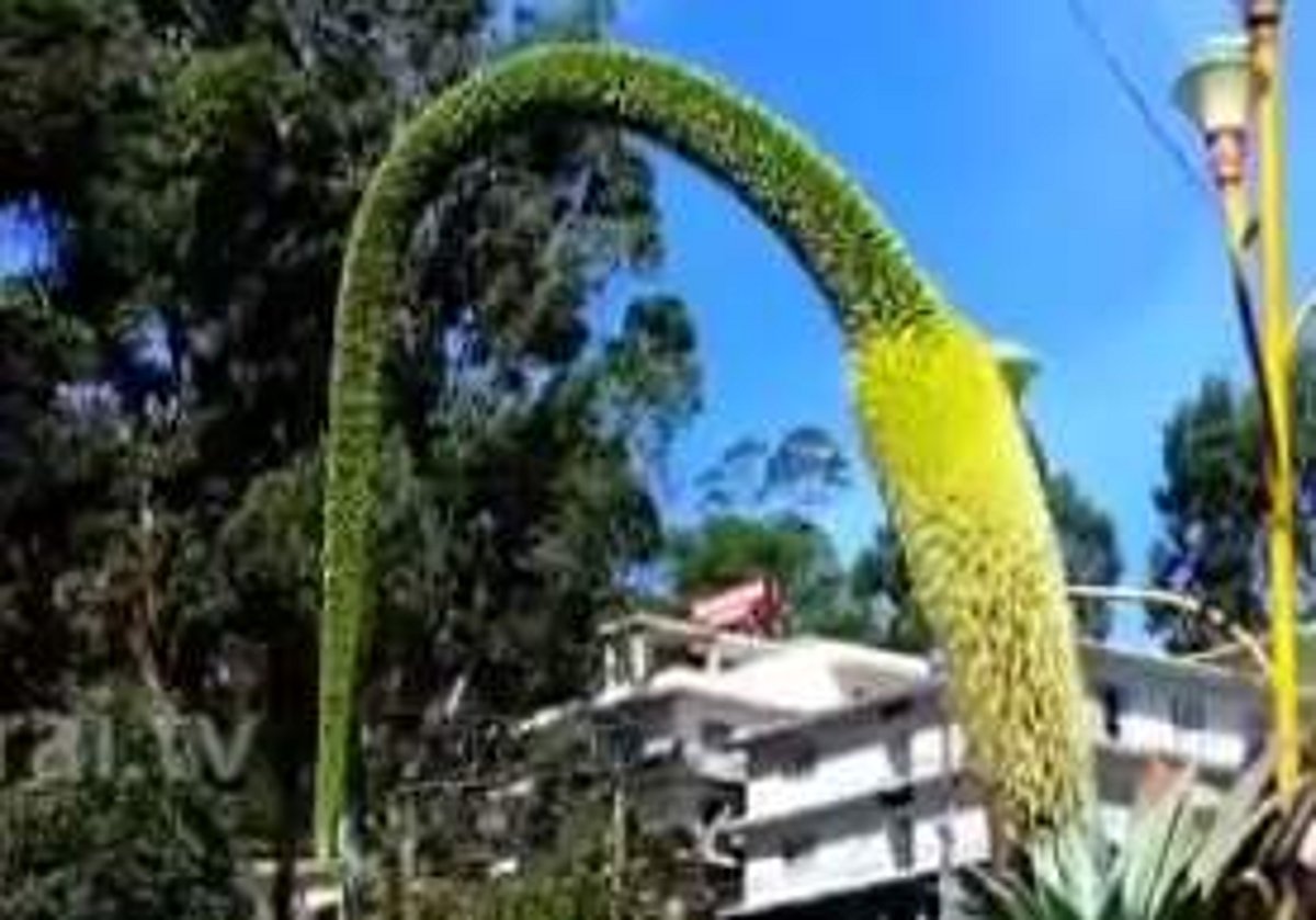 கொடைக்கானல் பிரையண்ட் பூங்காவில் 35 ஆண்டுகளுக்கு ஒருமுறை பூக்கும் அன்னக் கழுத்துப் பூ!