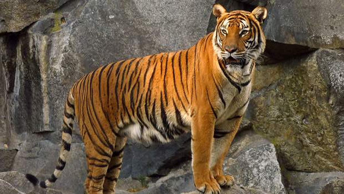 அகில இந்திய புலிகள் கணக்கெடுப்பு: அடுத்தாண்டு மார்ச் மாதம் வெளியிடப்படுகிறது