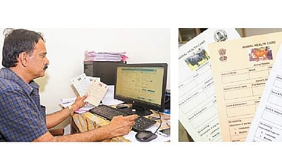 மனிதர்களைத் தொடர்ந்து மாடுகளுக்கும் 'ஆதார்'