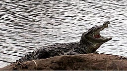 திருப்பனந்தாள் அருகே முதலை கடித்து மூதாட்டி காயம்