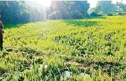 காட்பாடி அருகே விளை நிலங்களில் புகுந்த யானைகளால் பயிா்கள் நாசம்!