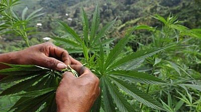 கஞ்சா கடத்தலில் ஈடுபட்டு பள்ளிக்கட்டணம் கட்டும் மாணவர்கள்: அதிர்ச்சித் தகவல்!