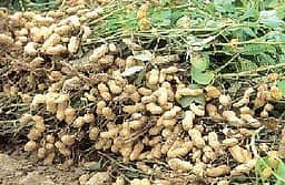 கொடுமுடியில் ரூ.11 லட்சத்துக்கு  நிலக்கடலை ஏலம்