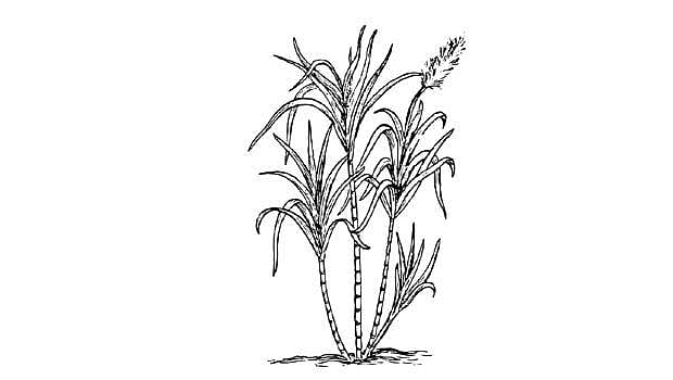 கரும்பை அறிமுகம் செய்தவர்கள் தமிழர்