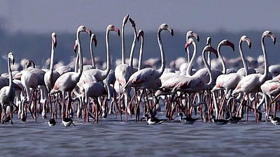 பிளமிங்கோ திருவிழா