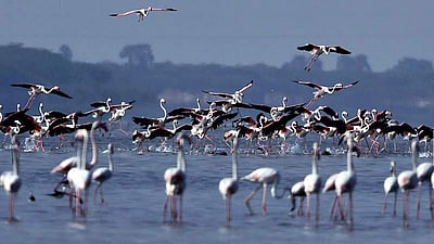 பறவை என்ற தலைப்பில் வாசகர் கவிதைகள் பகுதி 4