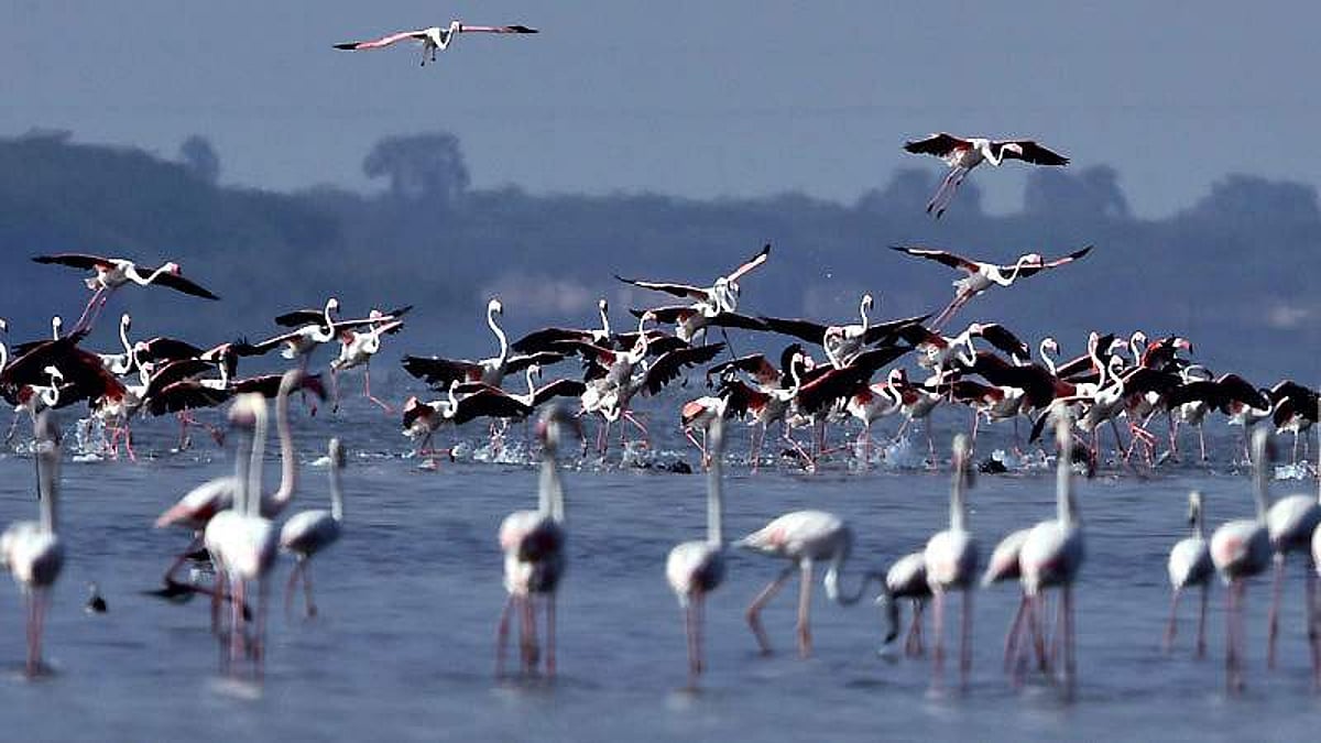 பறவை என்ற தலைப்பில் வாசகர் கவிதைகள் பகுதி 4