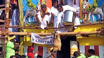 புகழ்பெற்ற மதுரை பாலமேடு ஜல்லிக்கட்டு