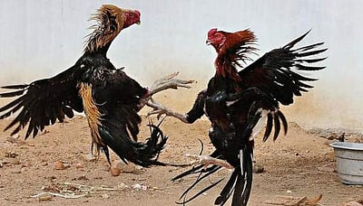 அடேங்கப்பா...ஆயிரம் கோடியை அள்ளிய சேவல் சண்டை சூதாட்டம்! 