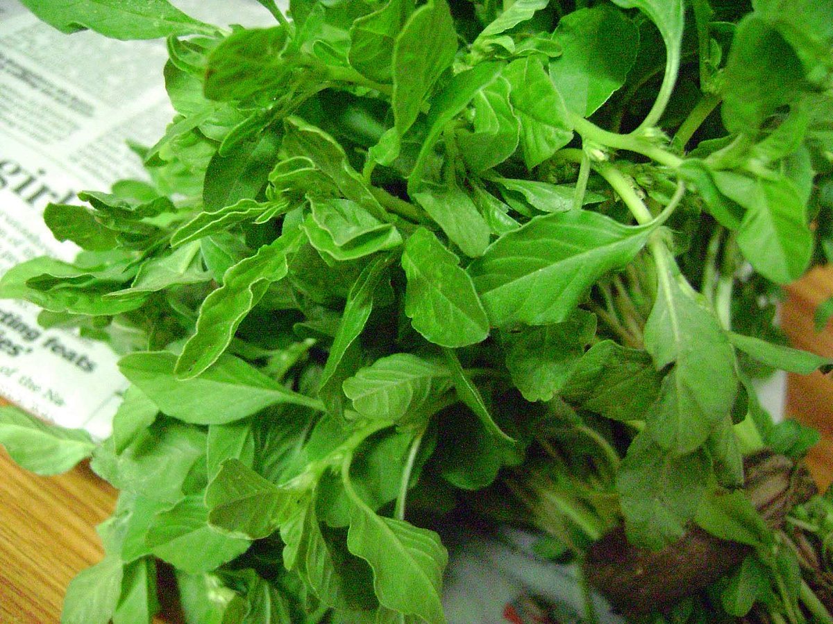 காய்ச்சலைப் போக்க உதவும் அரைக்கீரை