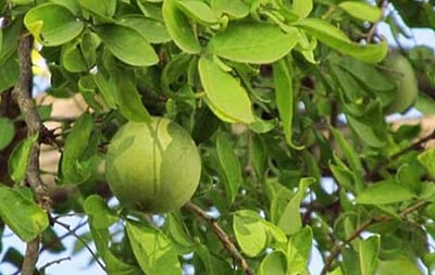 உயர் ரத்த அழுத்தத்தைக் குணப்படுத்த உதவும் அருமருந்து