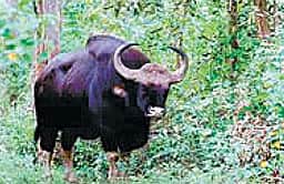 மேற்கூரையை உடைத்துக்கொண்டு வீட்டுக்குள் விழுந்த காட்டெருமை: சிறுவன் படுகாயம்