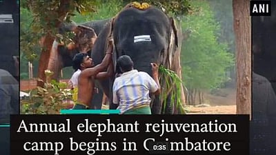 யானைகள் நலவாழ்வு முகாம்