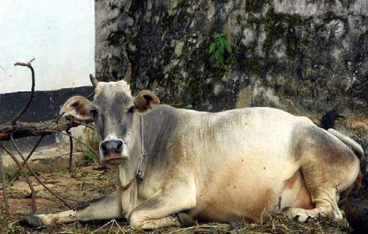 ஒரு பசுவுக்கு நிகழ்த்தப்பட்ட துரோகம்!