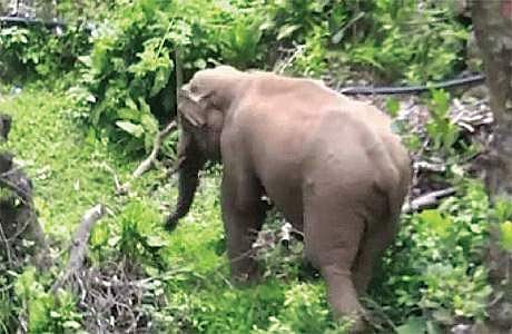 கேள்விக்குறியாகும்  யானைகளின் எதிர்காலம்