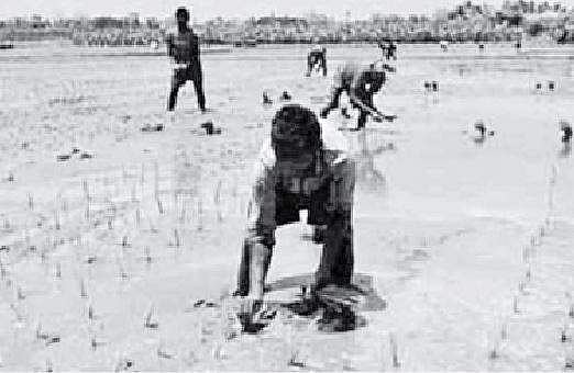 காவிரி பாசனப் பகுதிகளில் களமிறக்கப்பட்ட வட மாநிலத் தொழிலாளர்கள்