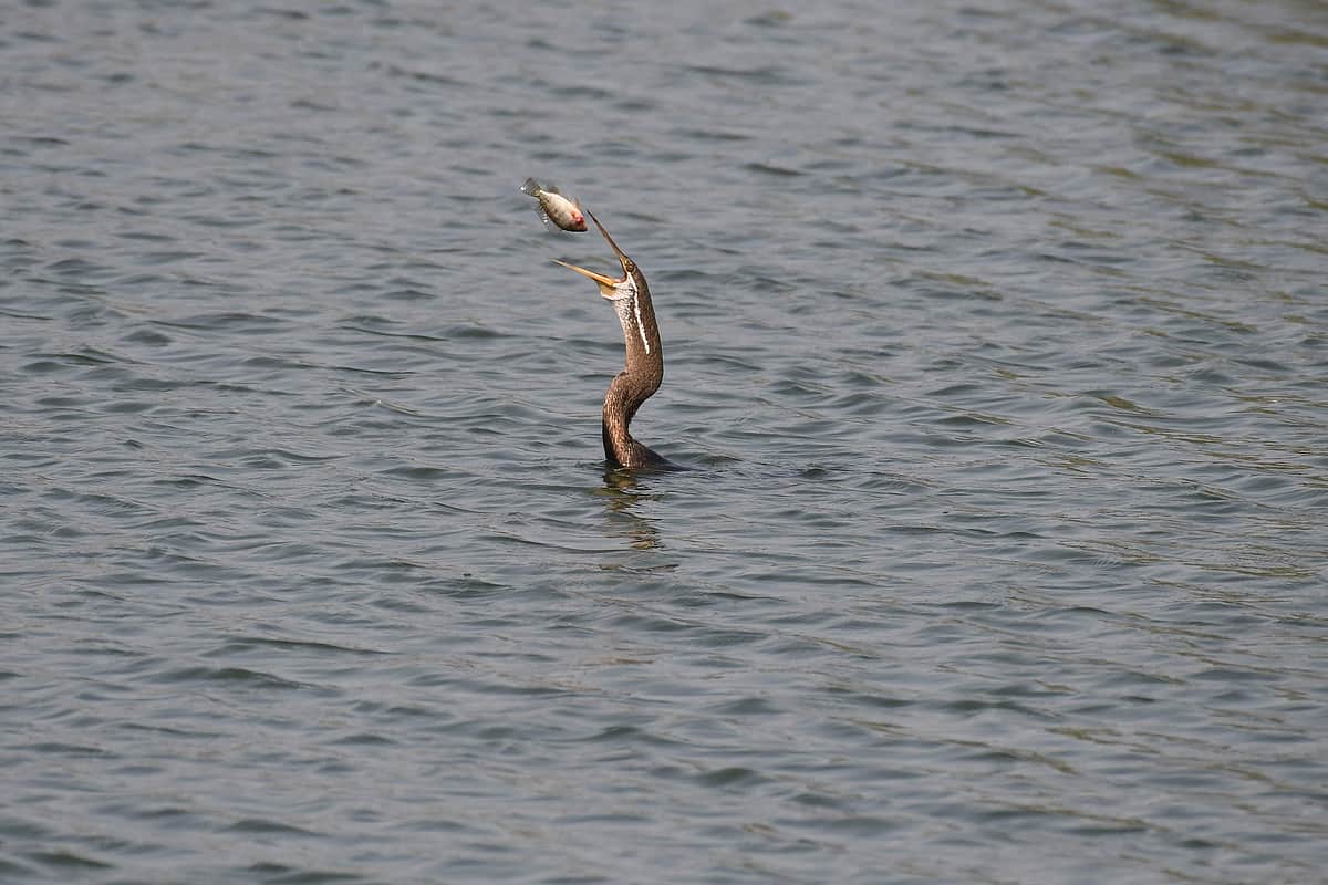 உலக சுற்றுலா தினப்போட்டியில் மூன்றாம் இடம் பிடித்த பறவைச் சுற்றுலா அனுபவக் கட்டுரை!