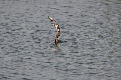 உலக சுற்றுலா தினப்போட்டியில் மூன்றாம் இடம் பிடித்த பறவைச் சுற்றுலா அனுபவக் கட்டுரை!