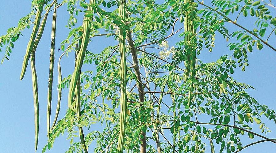 முருங்கை மரம்!:   என்ன குழந்தைகளே நலமாக  இருக்கிறீர்களா ?